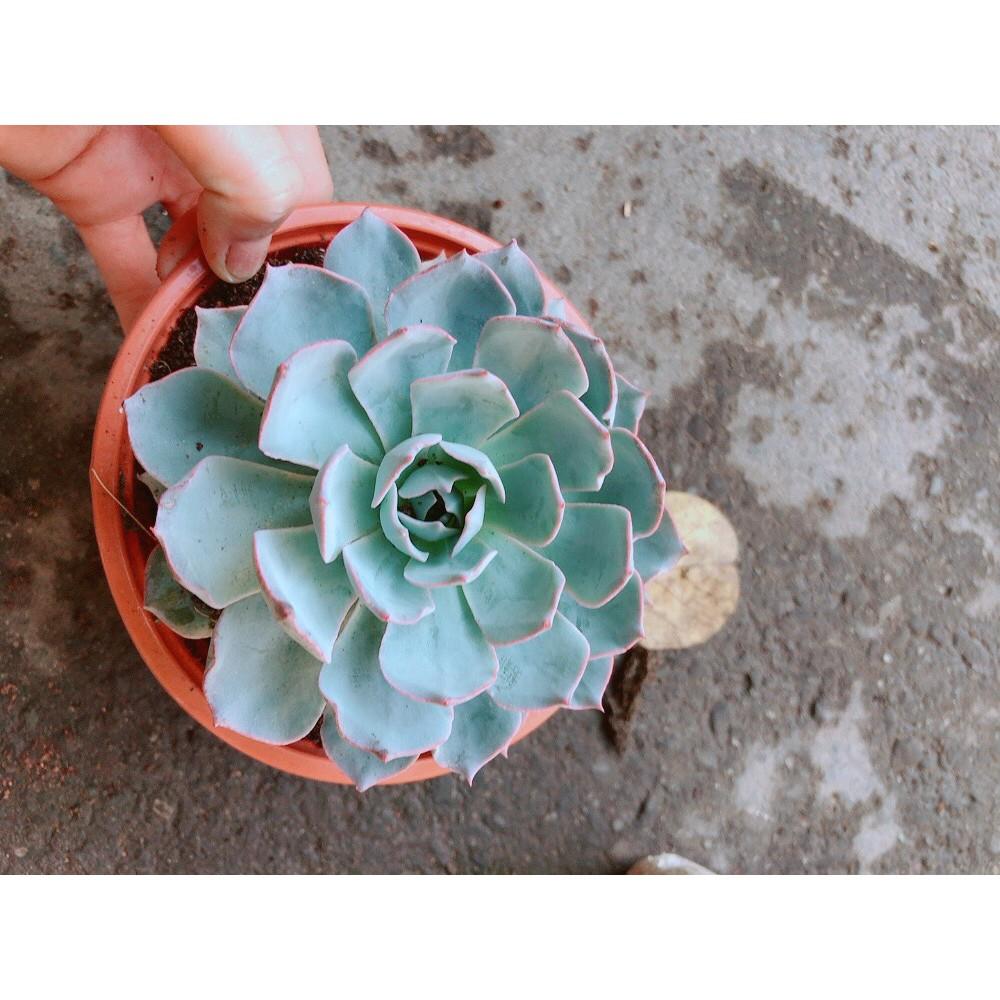 Chậu Sen Đá Hồng Phấn Lớn