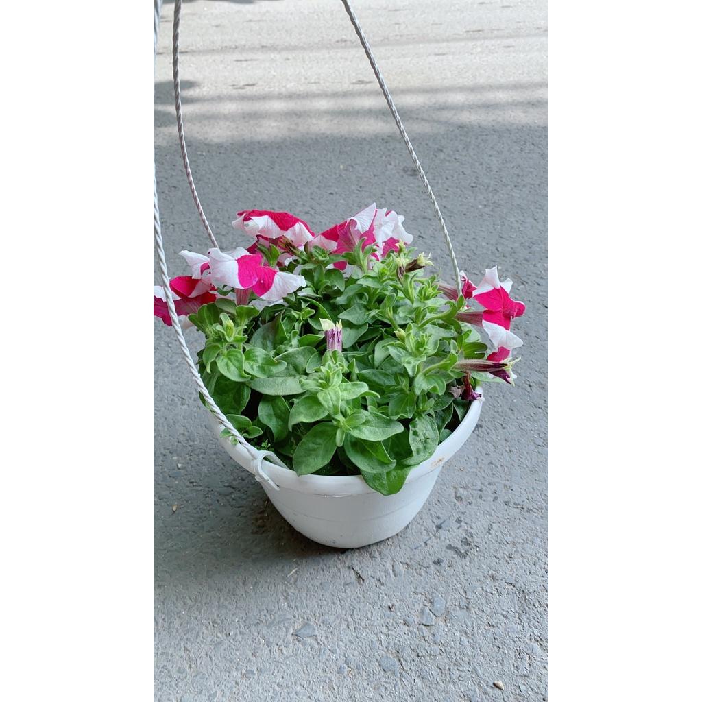 Chậu Hoa Dạ Yến Thảo