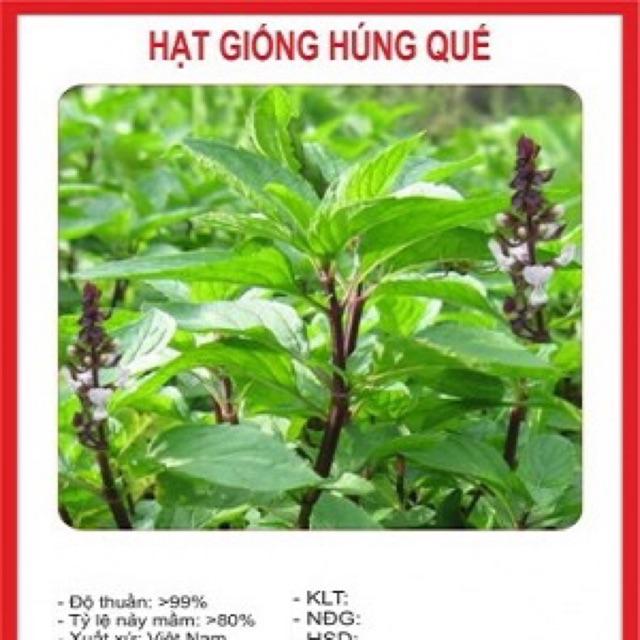 Hạt giống húng quế 5gr