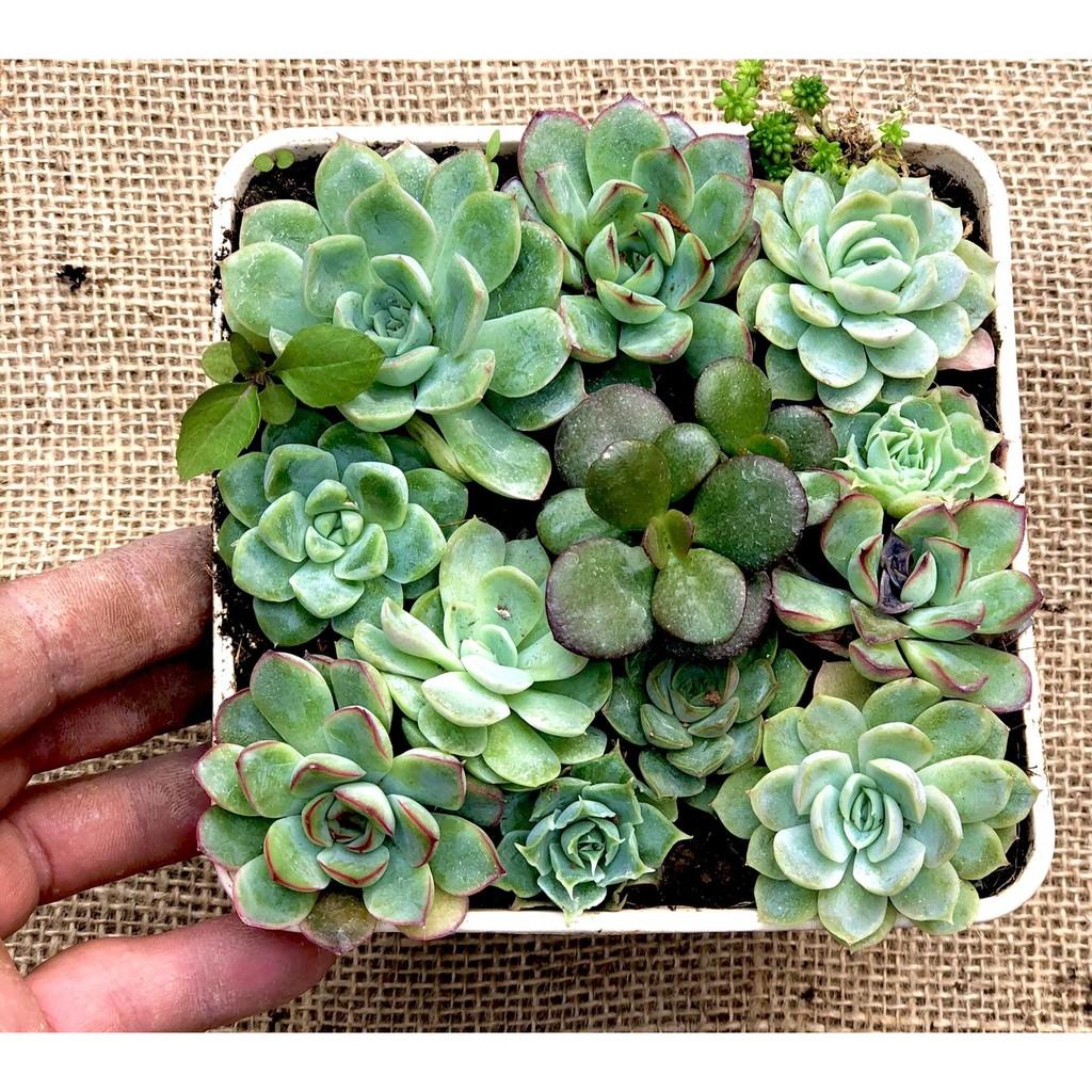 Chậu Sen Đá ghép nhiều loại