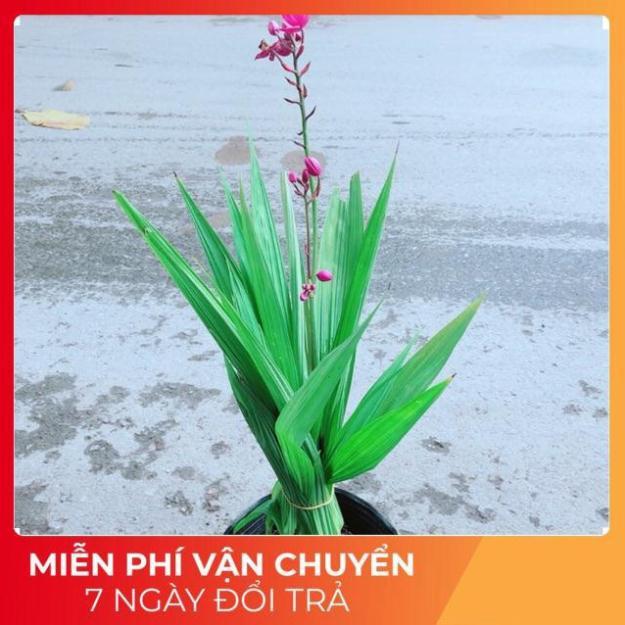 Cây Lan Đất Có Hoa Màu Tím