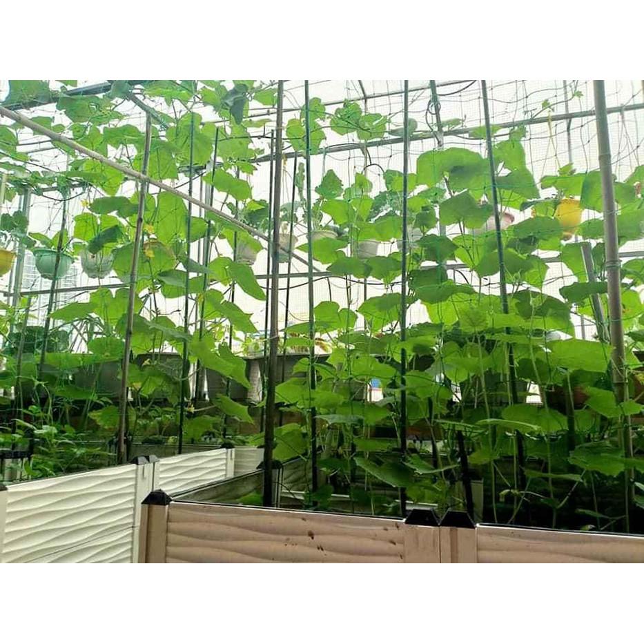Lưới Leo Giàn Cho Cây Leo Dưa Chuột, Bầu Bí Mướp Đậu… Mắt Lươi 10*10cm Các size
