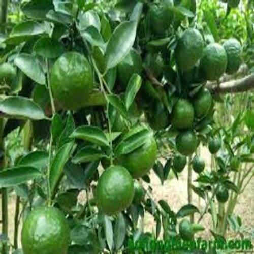 CAM SÀNH MIỀN NAM siêu quả, ngọt mát - CÂY GIỐNG CHUẨN F1