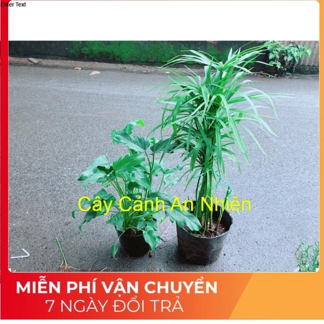 Combo Cây Thuỷ Trúc+Trầu Bà Chân Vịt