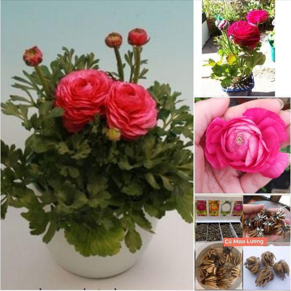 Củ giống hoa hồng mao lương màu hồng - tặng kèm viên nén ươm củ