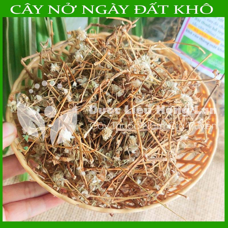 Hình ảnh  1KG Cây Nở ngày đất khô sạch (Hỗ Trợ Tiểu Đường, Khắc Tinh Bệnh Gút (Gout))