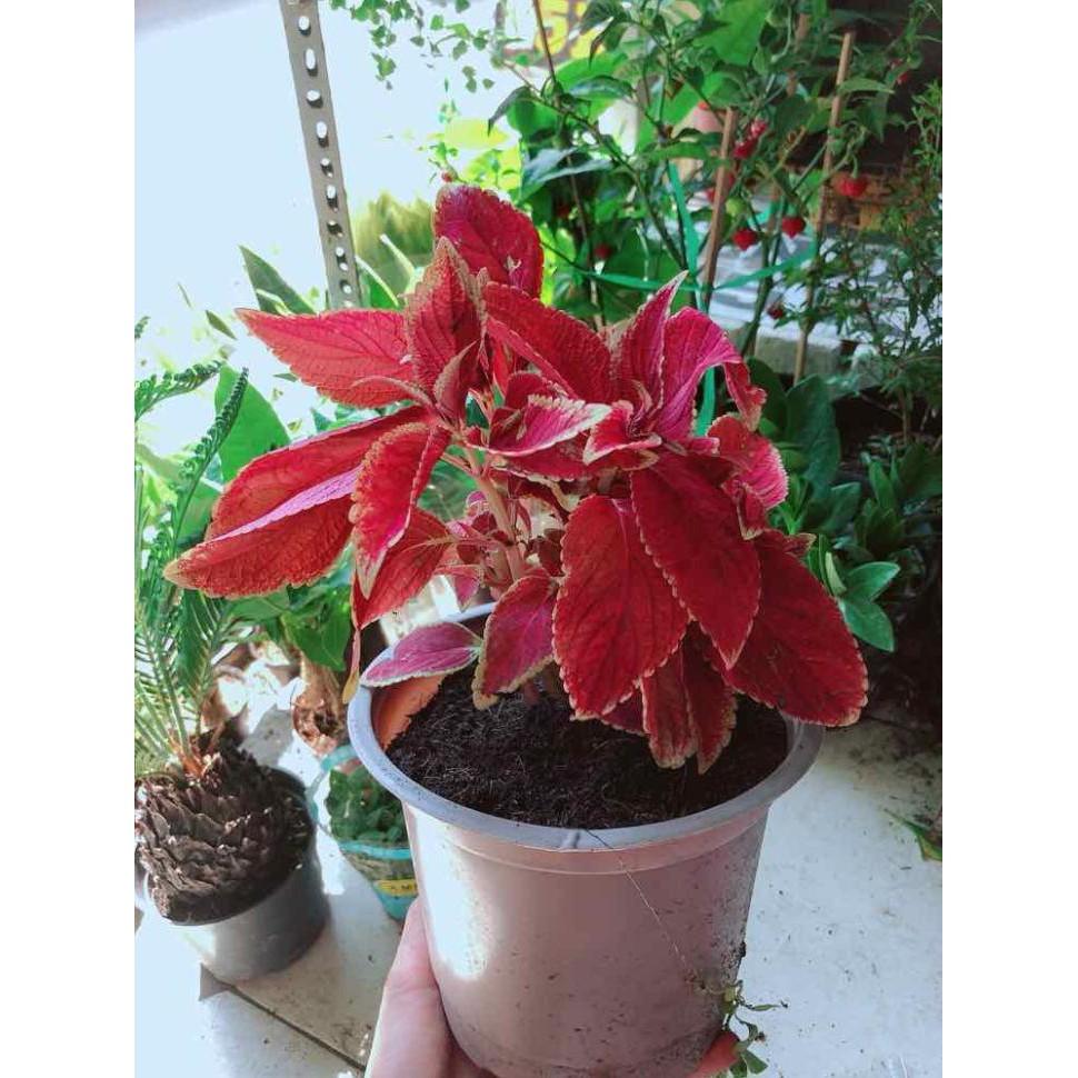 Cây lá gấm Bán Chạy