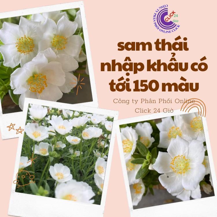 Cành Giống Hoa Sam Chuẩn SAM THÁI Nhập Khẩu Hoa To Màu Trắng Số 15 Tính Theo Cân Hoa Mười Giờ Bonsai & Phụ Kiện