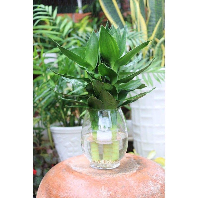 Phát Tài Búp Sen Thủy Sinh
