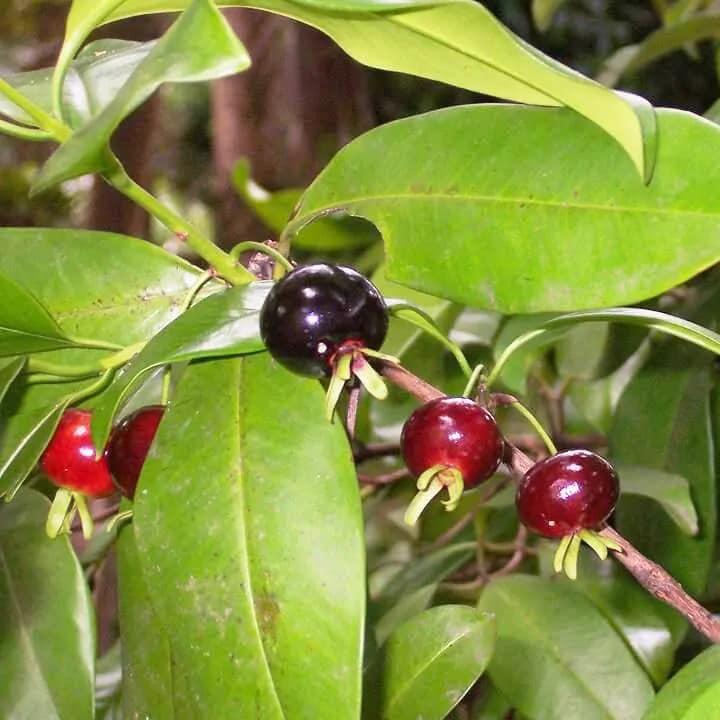 Cây giống Cherry Mỹ