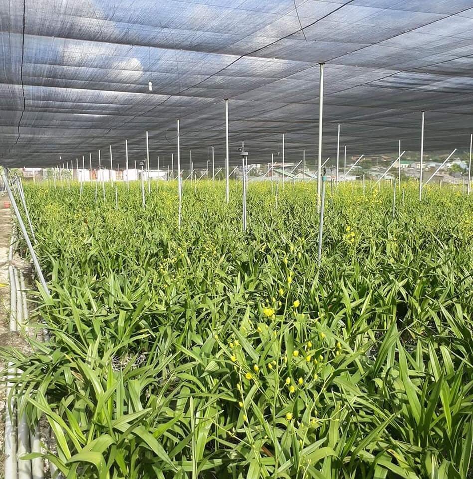 Lưới Che Nắng , Che Rau Lưới Che Vườn Lan 70% , 2m x 25m