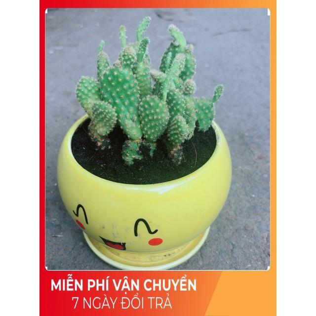 Chậu Xương Rồng Tai Thỏ