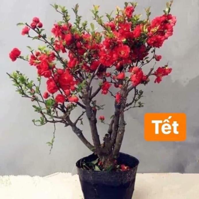 Mai Đỏ bonsai TỨ QUÝ CHẬU HOA QUANH NĂM SIÊU ĐẸP