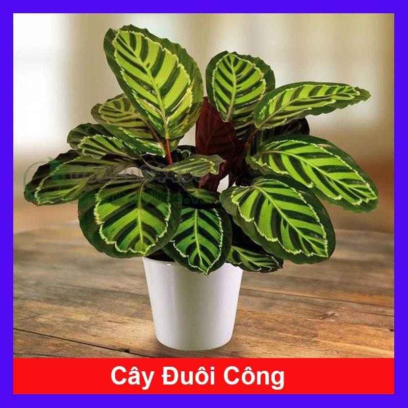 Cây Đuôi Công - cây cảnh để bàn + Tặng phân bón cho cây