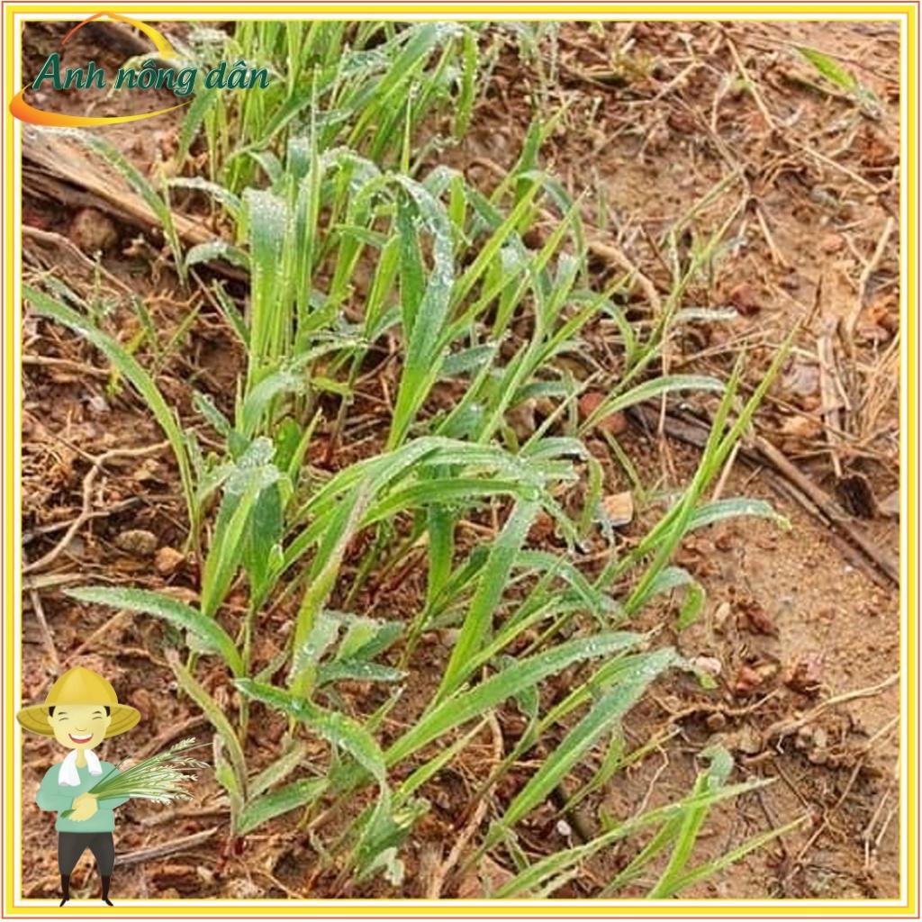 Gói 300g Hạt giống cỏ voi lai siêu năng suất, giàu dinh dưỡng cho chăn nuôi - Anh nông dân chính hiệu