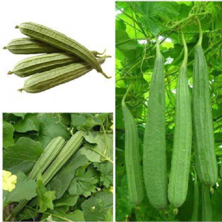 Hạt Giống Mướp Khía dể trồng f1-10 Hạt/tặng kèm gói phân bón lót