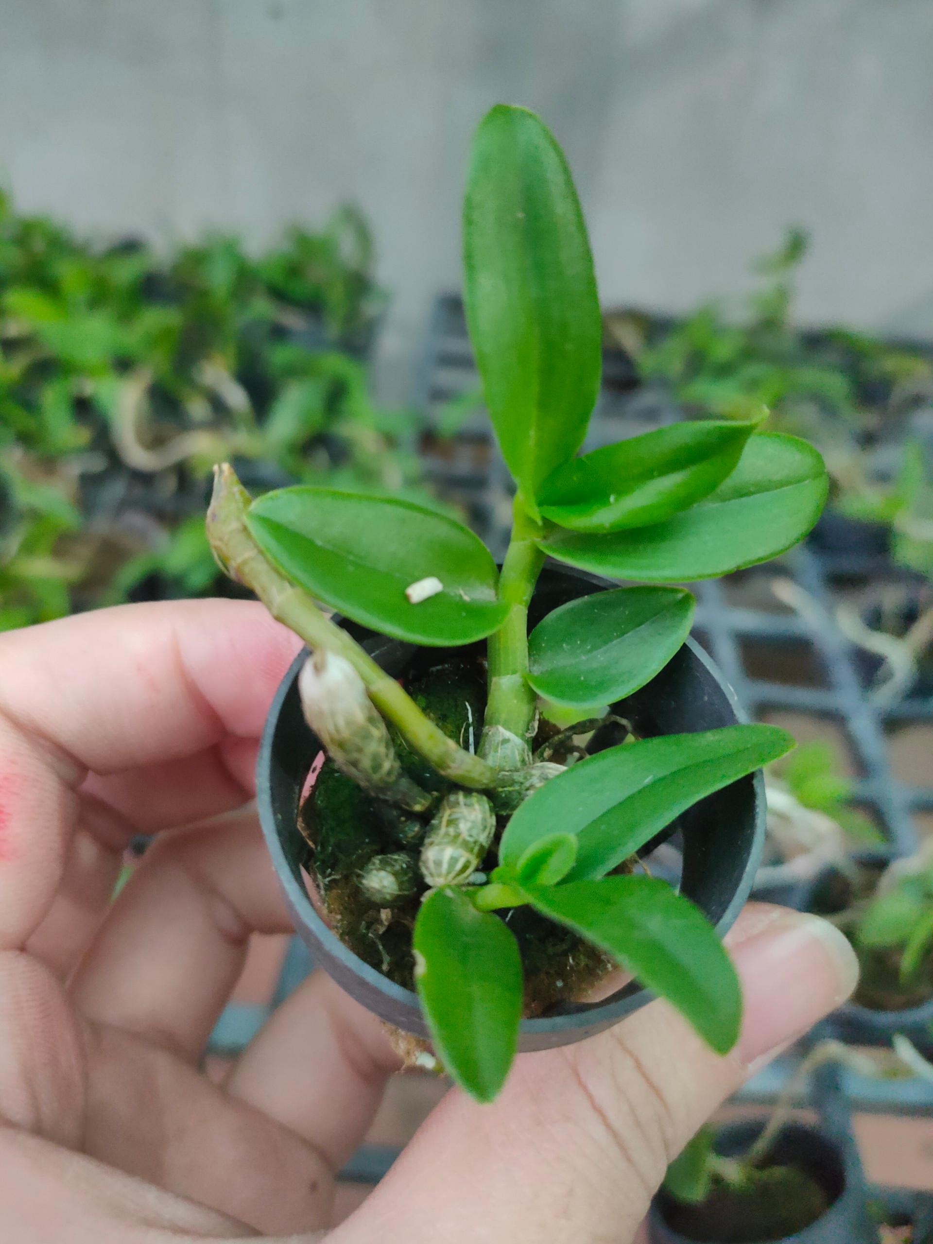 Phi Điệp Đột Biến 5 Cánh Trắng Phú Quý hàng giống mũi trắng