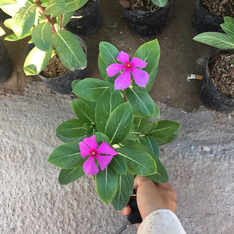 Hoa Dừa Cạn cây phát triển quanh năm đã có hoa và nụ