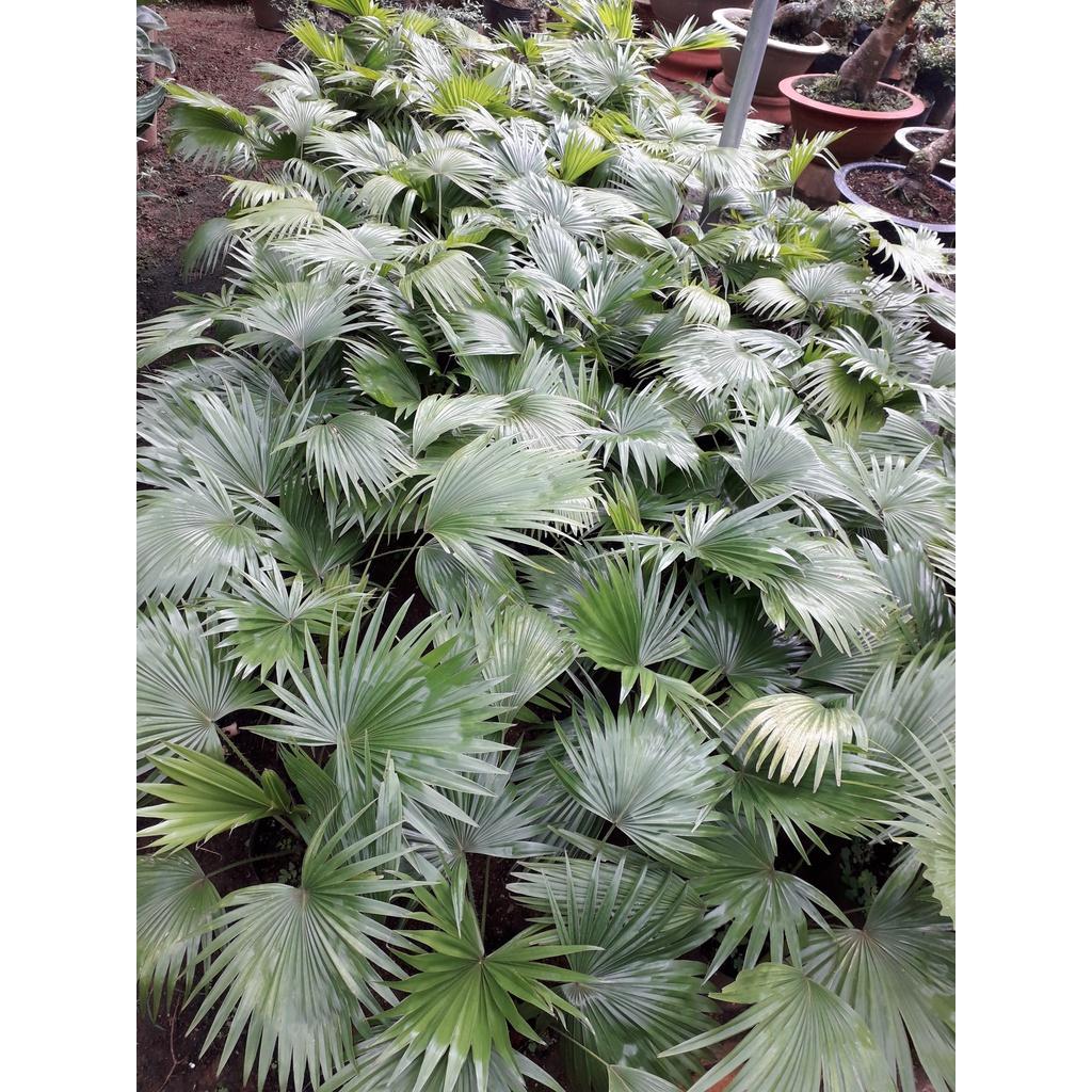 Cây GIỐNG CỌ CẢNH *