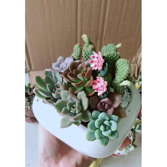 Chậu Sen Đá Tiểu Cảnh