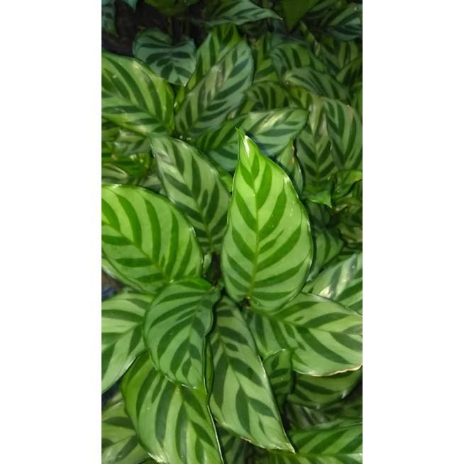 Cây đuôi công sọc xanh CALATHEA CONCINNA