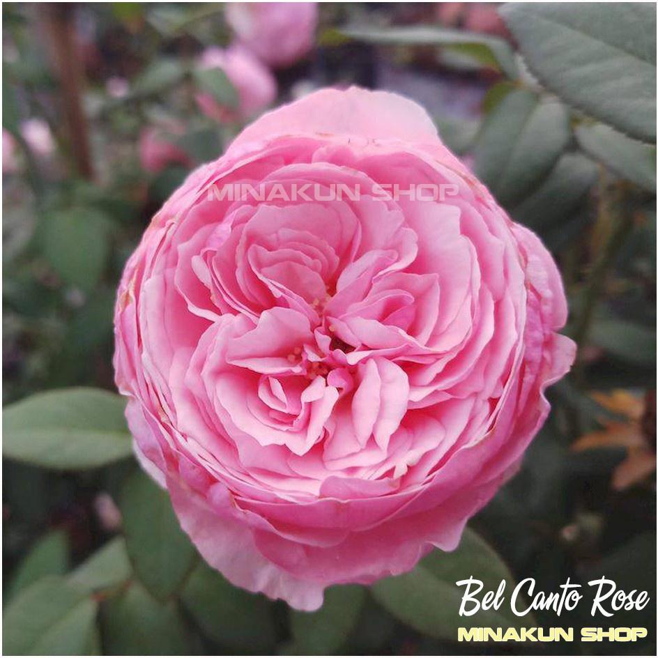 Hoa hồng ngoại Bel Canto hồng phấn bụi cực đẹp