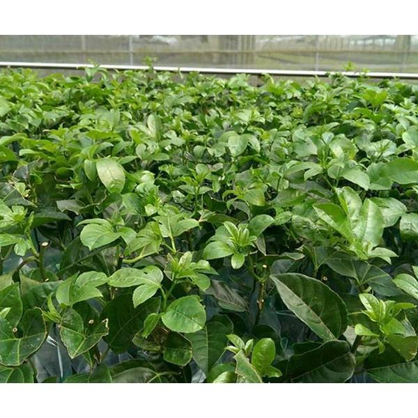 Combo 10 bầu giống Chanh leo tím Đài Loan.