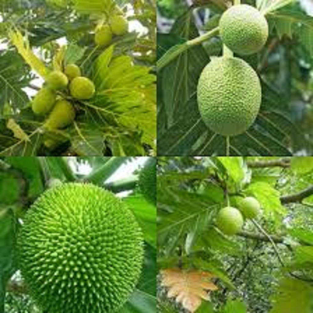 Cây giống Sa Kê ghép cho quả sớm.