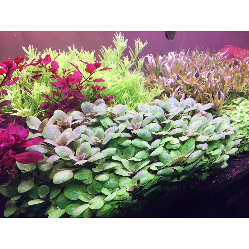 Cây thủy sinh Hồng ba tiêu 10 nhánh