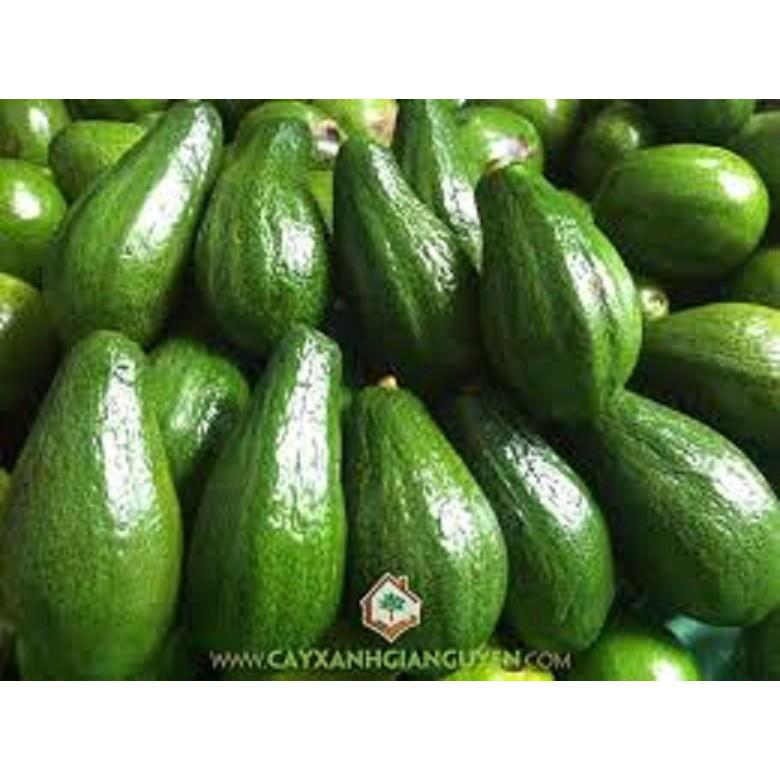 CÂY GIỐNG BƠ SÁP XANH SIÊU NGON