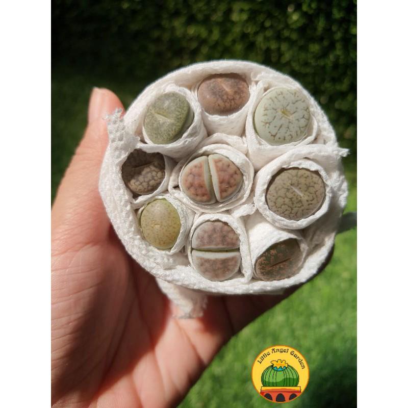 9 cây sen mông - lithops - thạch lan size 1cm - 1,2cm | Kèm chậu nhựa và đất trồng