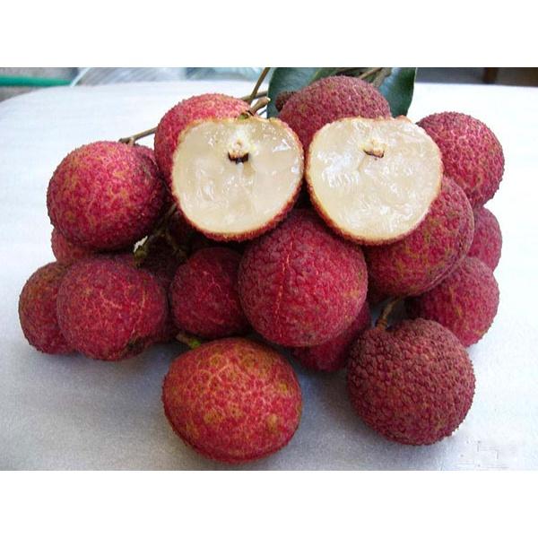 Cây giống Vải không hạt.