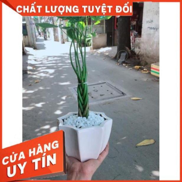 Cây kim ngân bím 5 thân mini