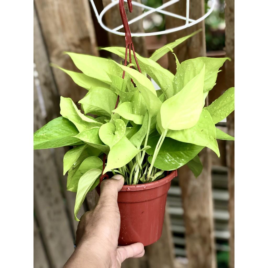 Chậu treo trầu bà Thái vàng