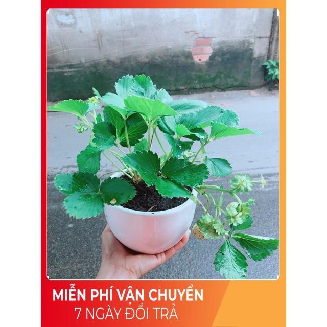 Chậu Dâu Tây