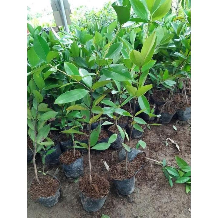 Cây giống cherry brazil cây giống nhập khẩu thế hệ mới đã được thuần chủng phù hợp khí hậu Việt Nam, cây giống khỏe