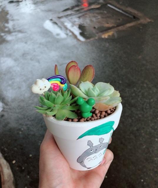 Chậu sen đá tiểu cảnh