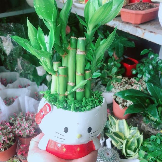 Chậu Cây Trúc Phát Tài