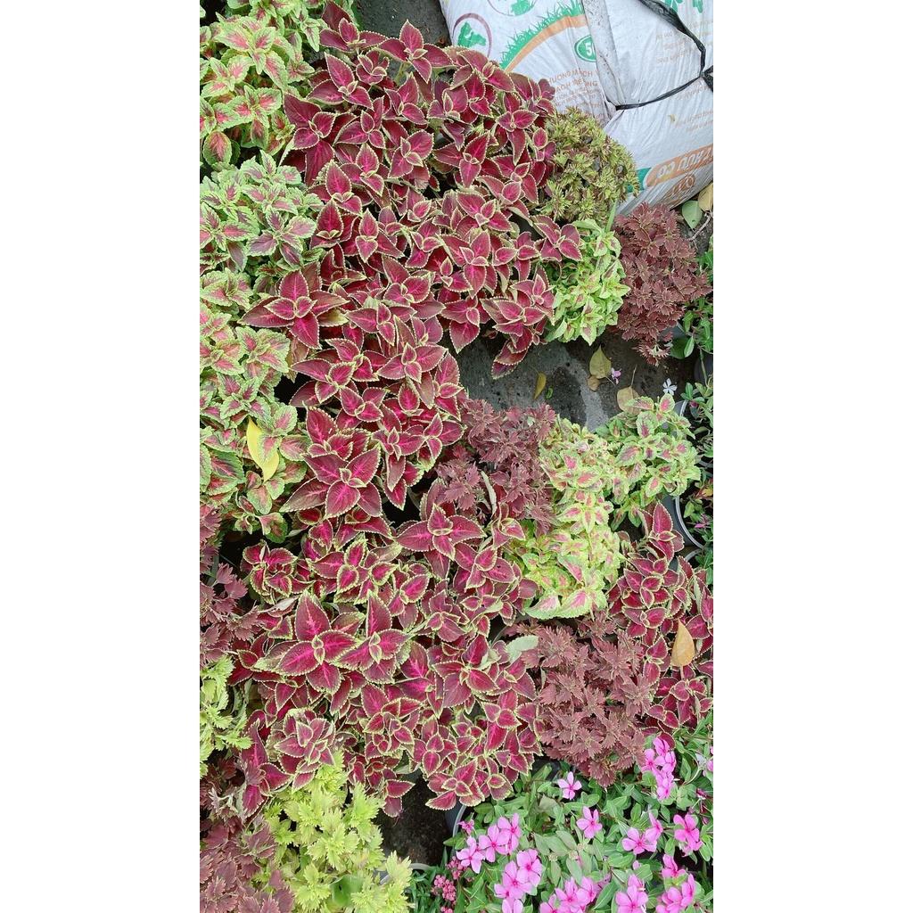 Chậu Cây Lá Gấm