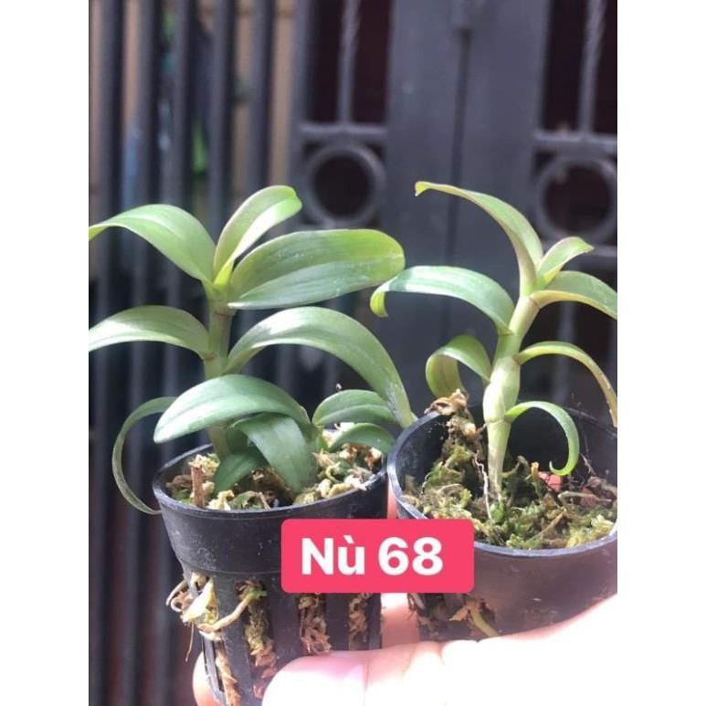 Dã hạc nù 68 combo 2 cốc