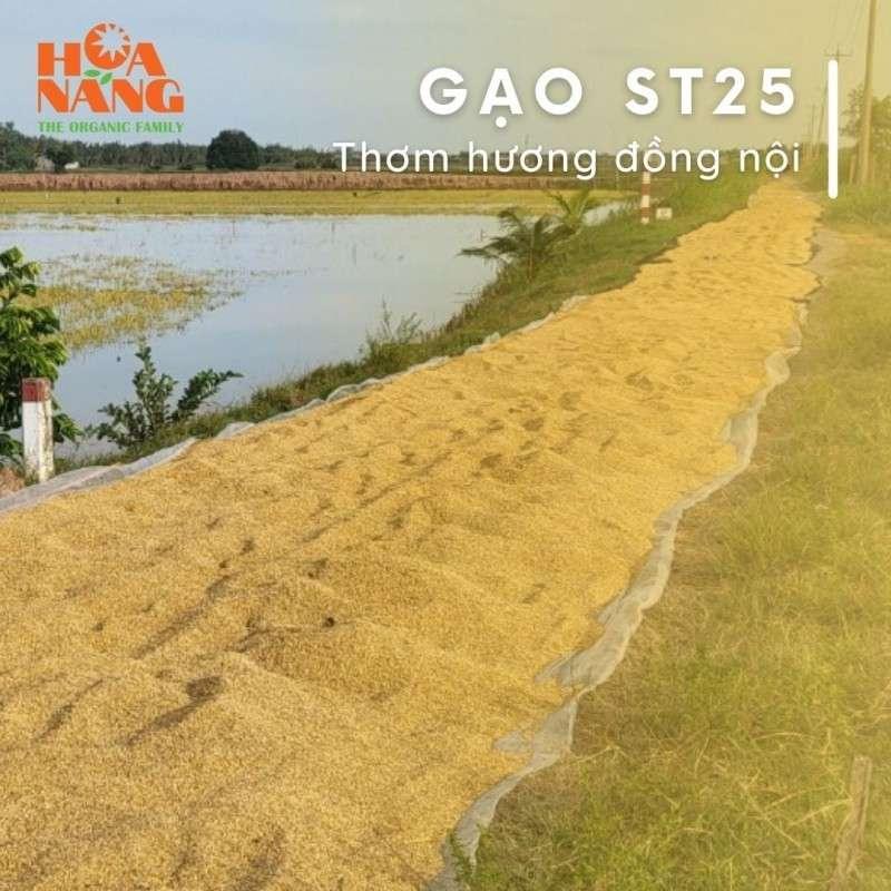 (Hộp Quà Tết) Gạo hữu cơ Hoa Nắng ST25 Thùng 5kg