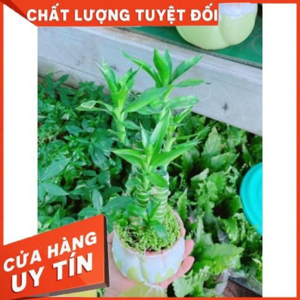 Chậu phát tài giò gà hay chân gà