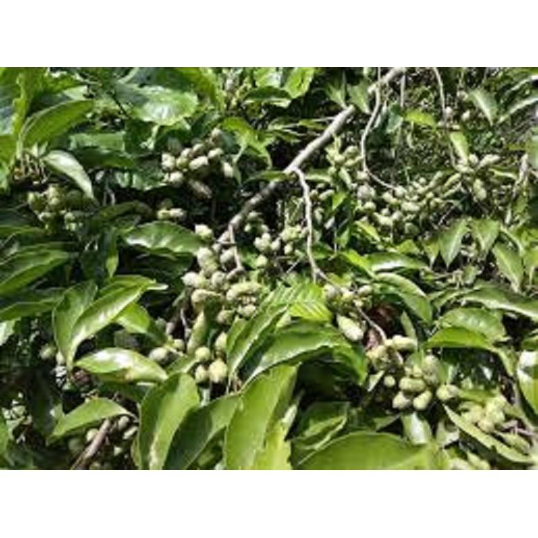 CÂY GIỐNG CÂY DỔI XANH -