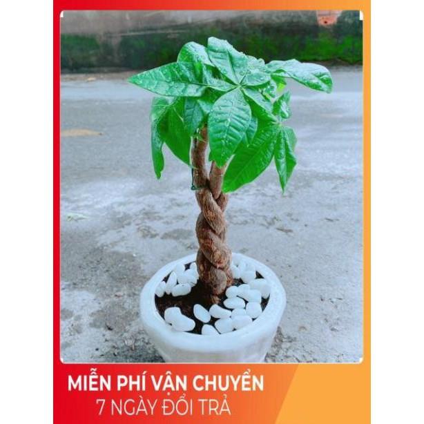 Chậu Kim Ngân 3 Thân Thắt Bính