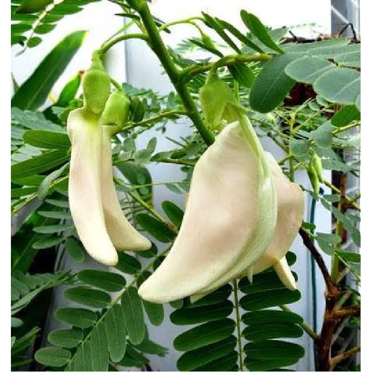 Hạt Giống Cây Bông So Đũa - Gói 50 Hạt - Tặng gói kích thích hạt nảy mầm