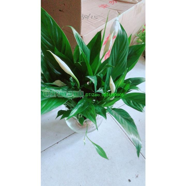 Chậu Cây Lan Ý Thủy Sinh