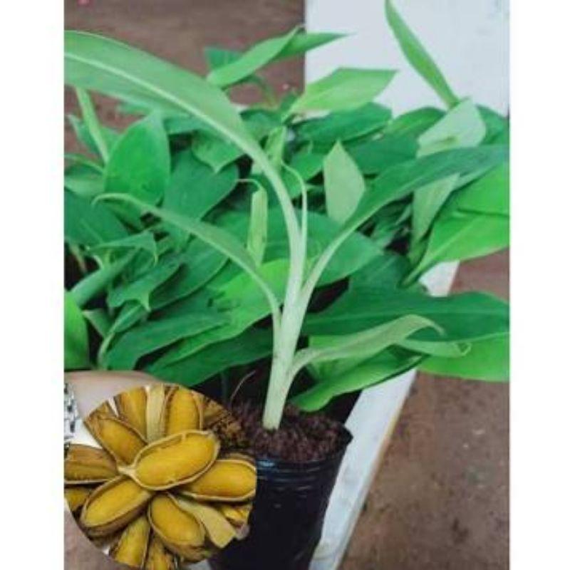CÂY GIỐNG CHUỐI SÁP NGHÊ CẤY MÔ
