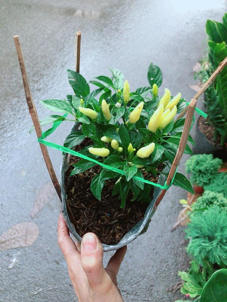 Bụi Ớt Vàng
