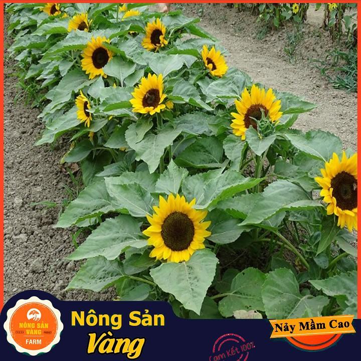 Hạt giống Hoa Hướng Dương Vàng Lùn