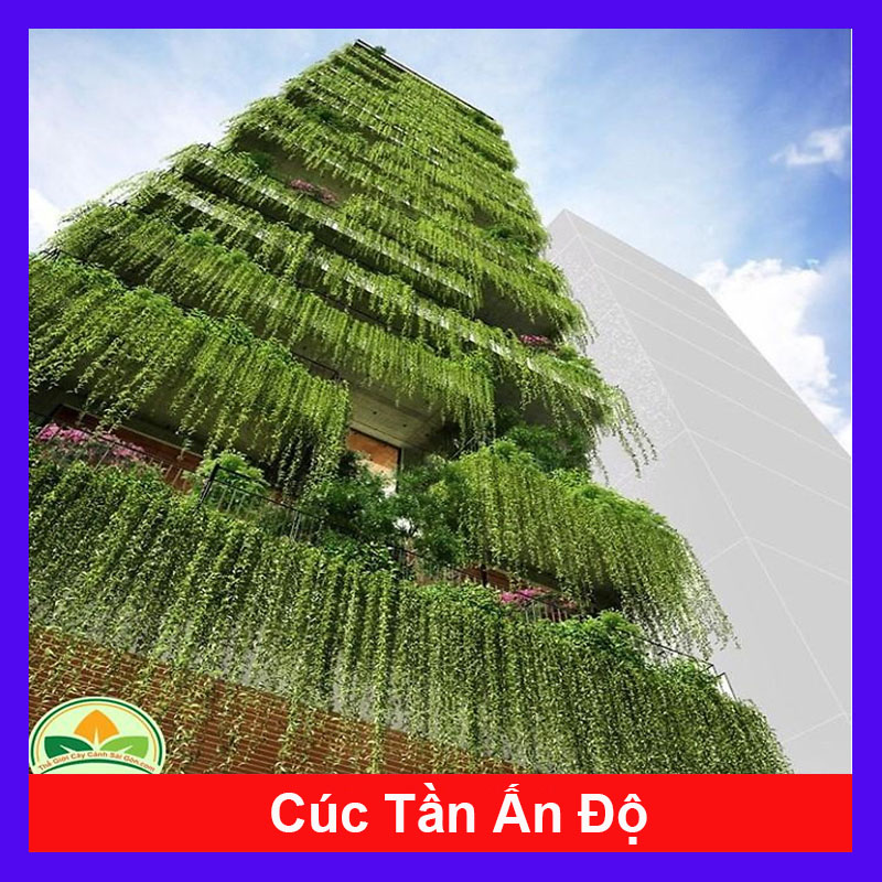 Cây cúc tần ấn độ (ảnh thật)